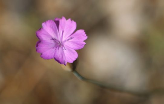 Kohlrauschia glumacea.