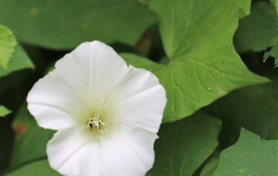 Calystegia sepium.