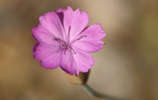 Kohlrauschia velutina.