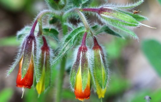 Cerinthe major.