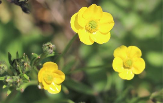 Ranunculus velutinus.