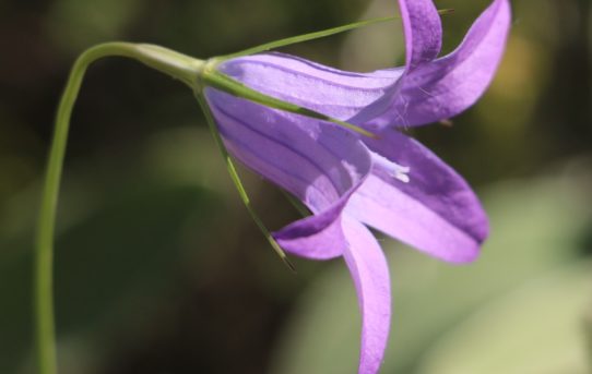 Campanula sparsa.