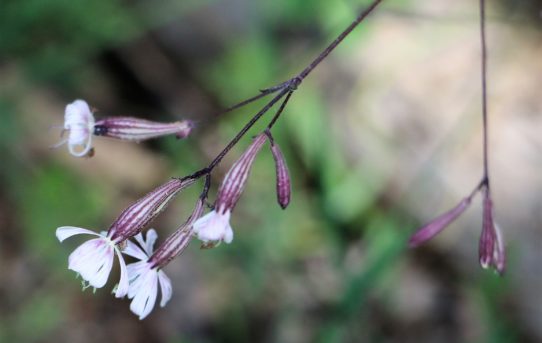 Silene italica.