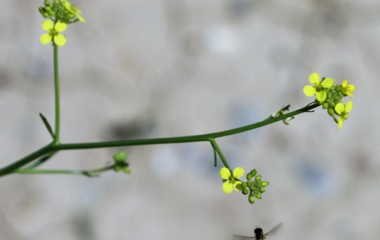 Sisymbrium orientale.