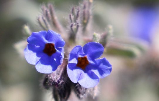 Anchusa undulata.