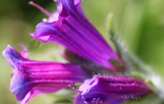 Echium plantagineum.