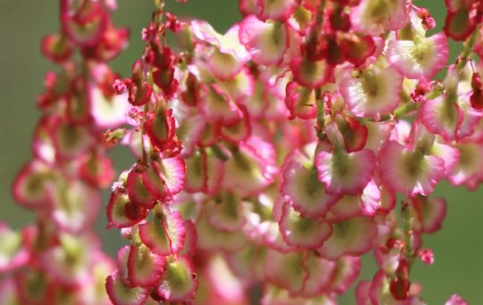 Rumex acetosella.