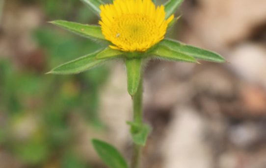 Pallenis spinosa.