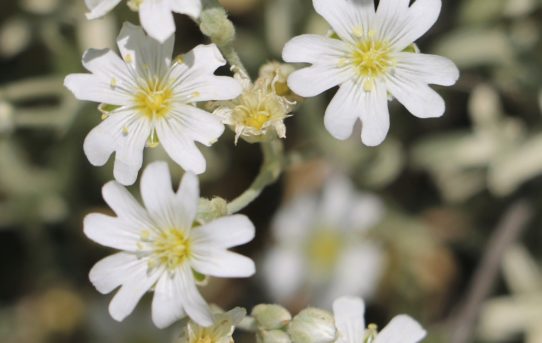 Cerastium candidissimum.