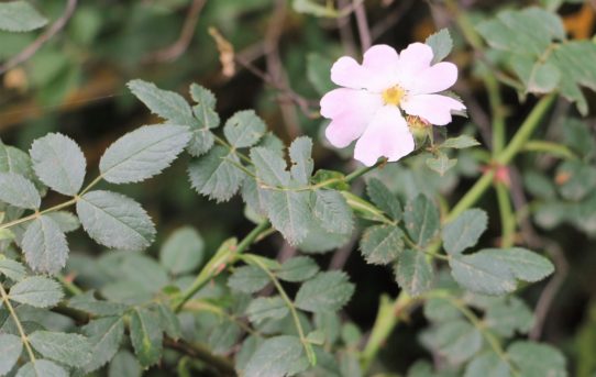 Cistus parviflorus.