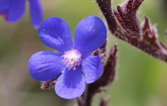 Anchusa azurea.