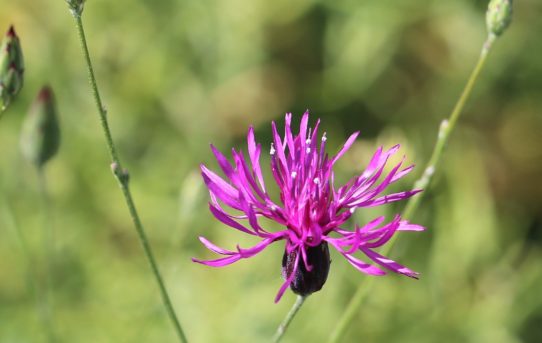 Crupina crupinastrum.