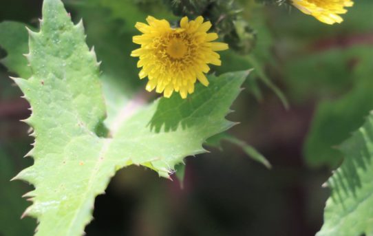 Sonchus tenerrimus.