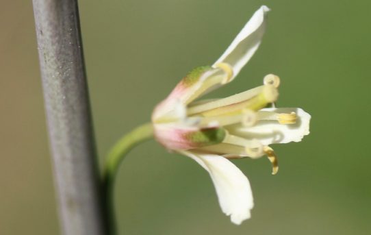 Arabis glabra.