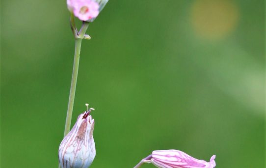 Silene behen.