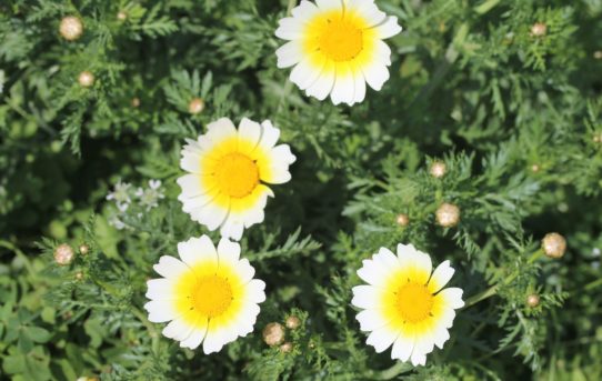 Glebonis coronaria.