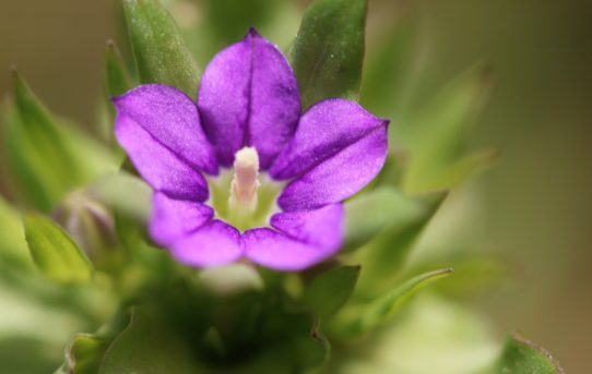 Legousia hybrida.