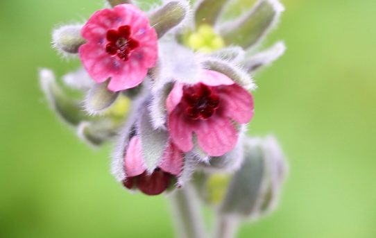 Cynoglossum columnae.