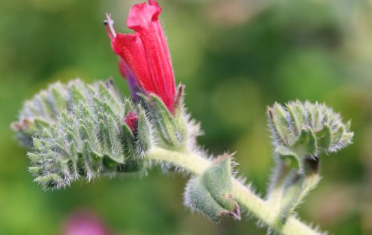 Echium augustifolium.