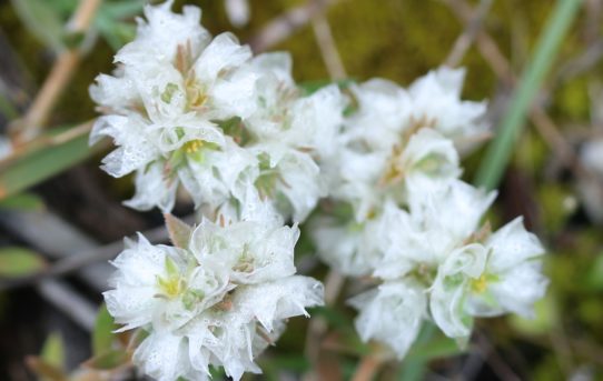 Paronychia capitata.