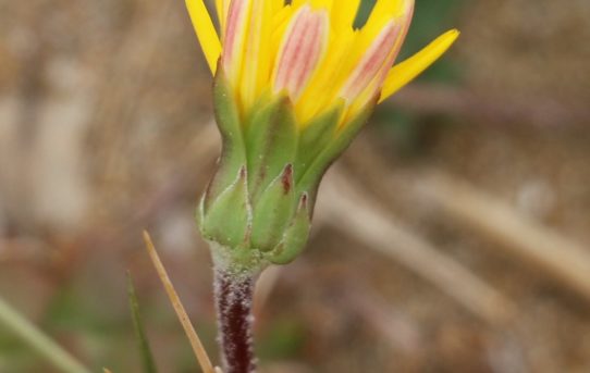 Hyoseris lucida.