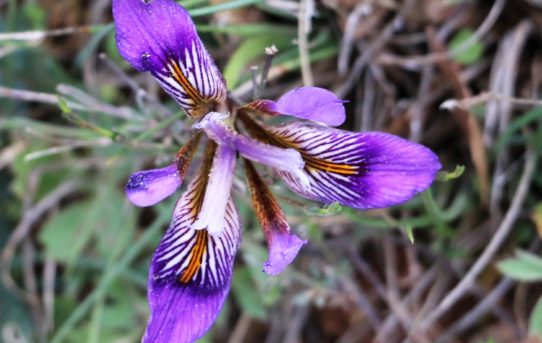 Iris unguicularis. Algerian Iris.