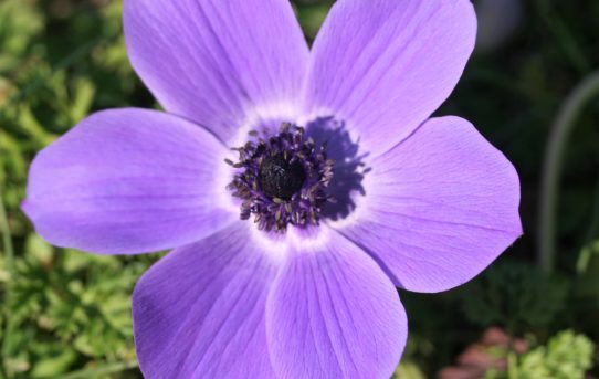 Anemone coronaria.