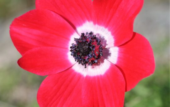 Anemone coronaria.