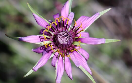 Tragopogon porrifolius.