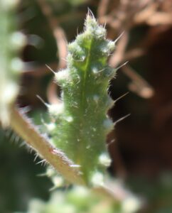 Anchusa variegata.