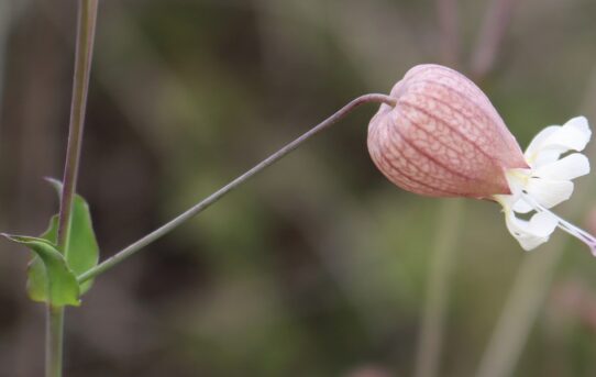 Silene vulgaris.