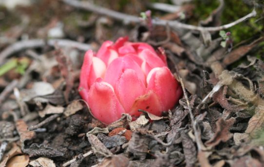 Cytinus hypocistis ssp.clusii.