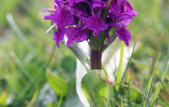 Dactylorhiza purpurella