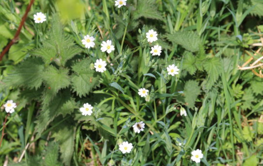 Stellaria holostea. Greater Stitchwort.