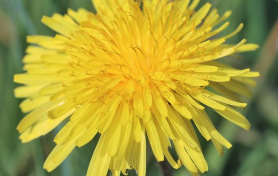 Taraxacum officinale. Dandylion.