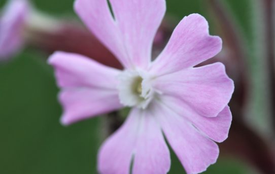 Silene dioica. Red Campion