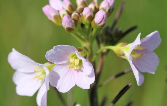 Cardamine pratensis. Cuckoo flower.