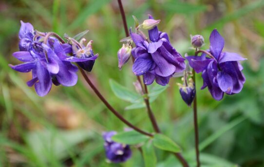 Aquilegia vulgaris. Columbine.