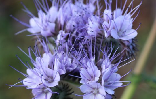 Phacelia tanacetifolia. Tansey-leaved Phacelia.