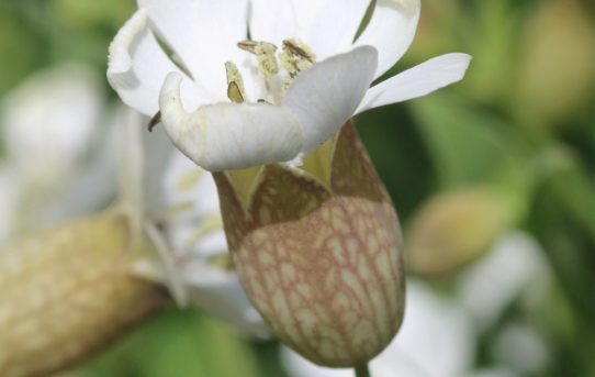 Silene uniflora. Sea Campion.