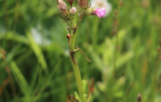 Lychnis flos-cuculi. Ragged Robin.