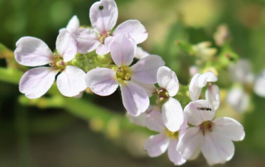 Cakile maritima. Sea Rocket.