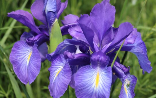 Iris versicolor. Purple Iris.