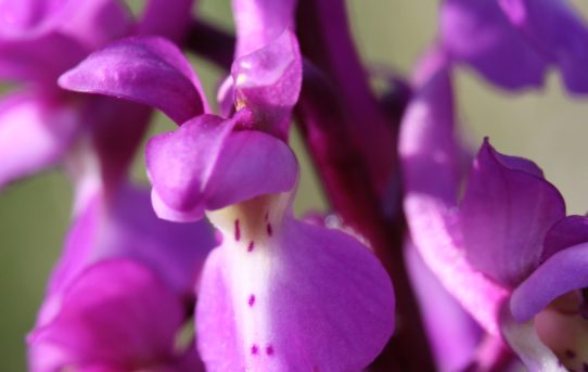 Dactylorhiza praetermissa.