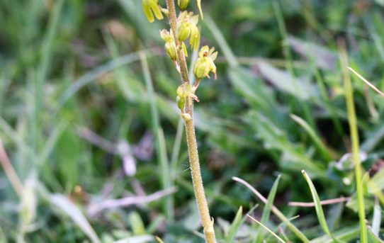 Neottia ovata. Common Twayblade.