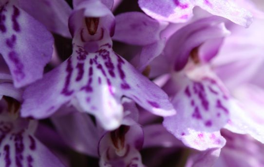 Dactylorhiza fuchsii