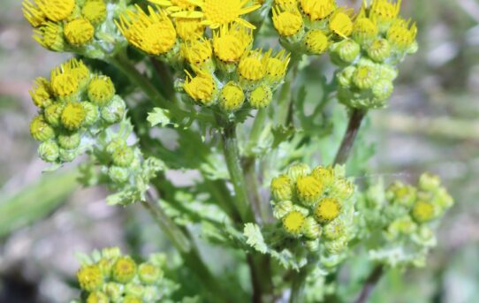 Senecio jacobaea.