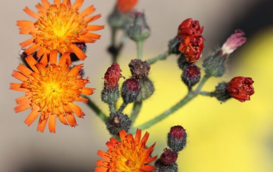 Pilosella aurantiaca.