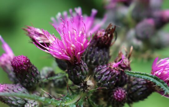 Cirsium palustre.