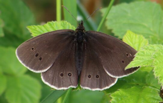 Aphantopus hyperantus. Ringlet.